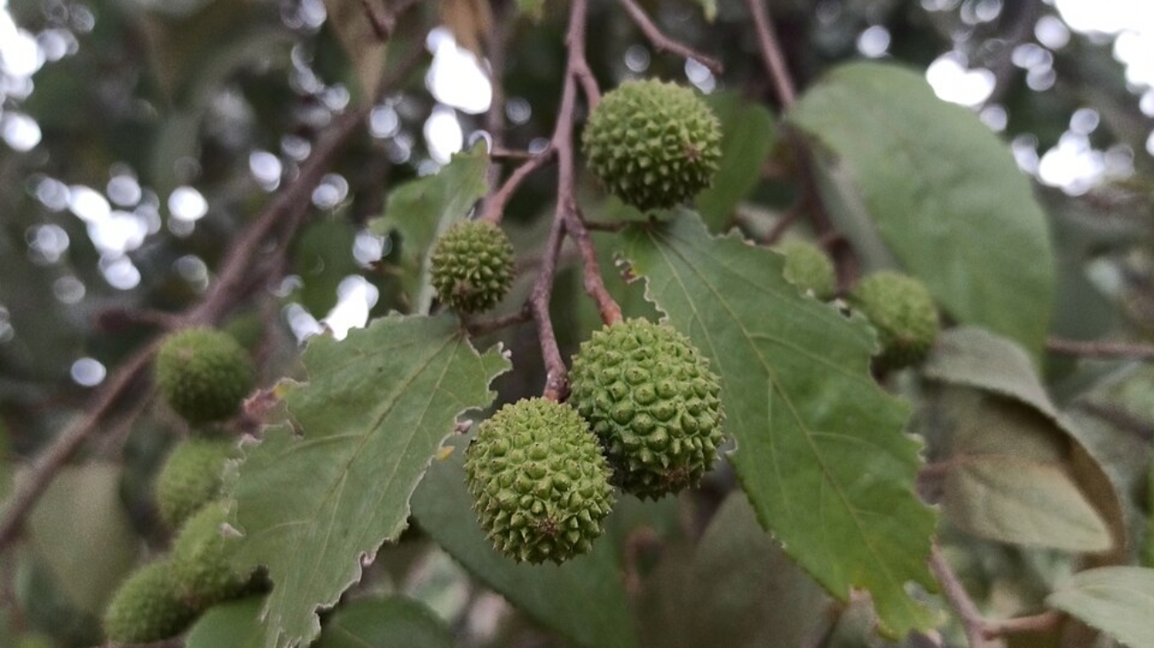 Juan Carlos Fonseca Mata  wikipedia.org