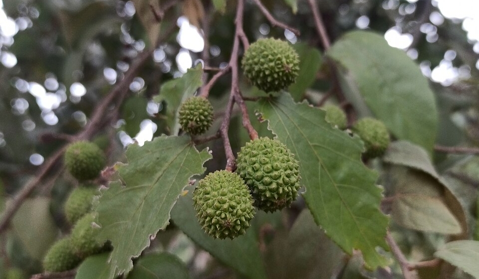 Juan Carlos Fonseca Mata  wikipedia.org