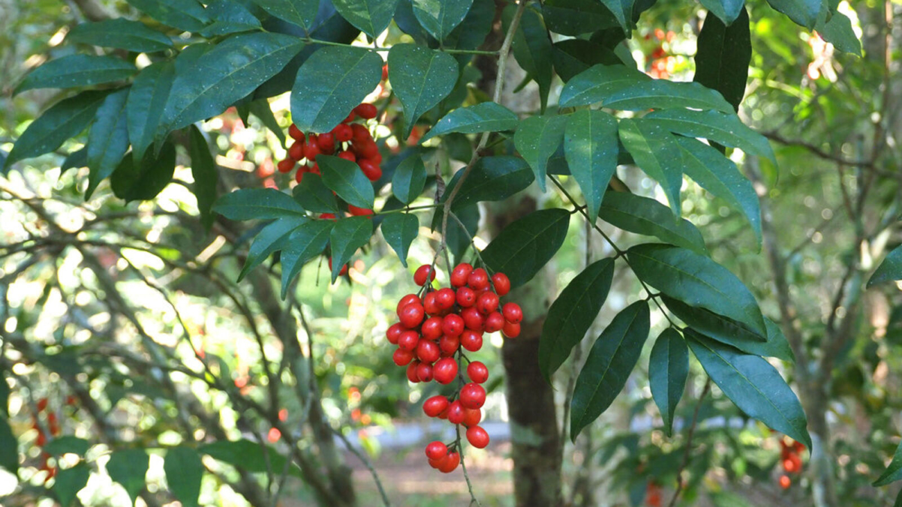 Picramnia pentandra - Xishuangbanna Dai Autonomous Prefecture, Yunnan, China (Cultivated)