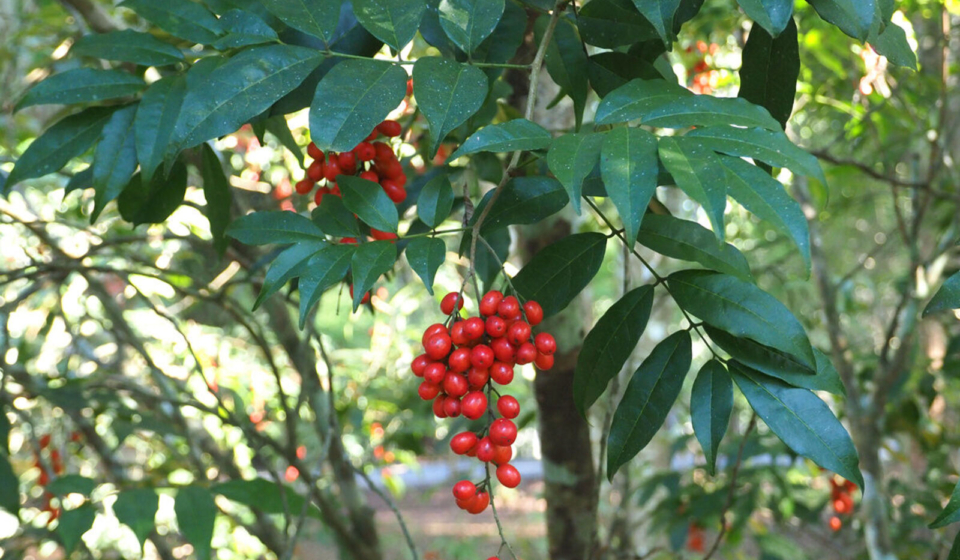 Picramnia pentandra - Xishuangbanna Dai Autonomous Prefecture, Yunnan, China (Cultivated)