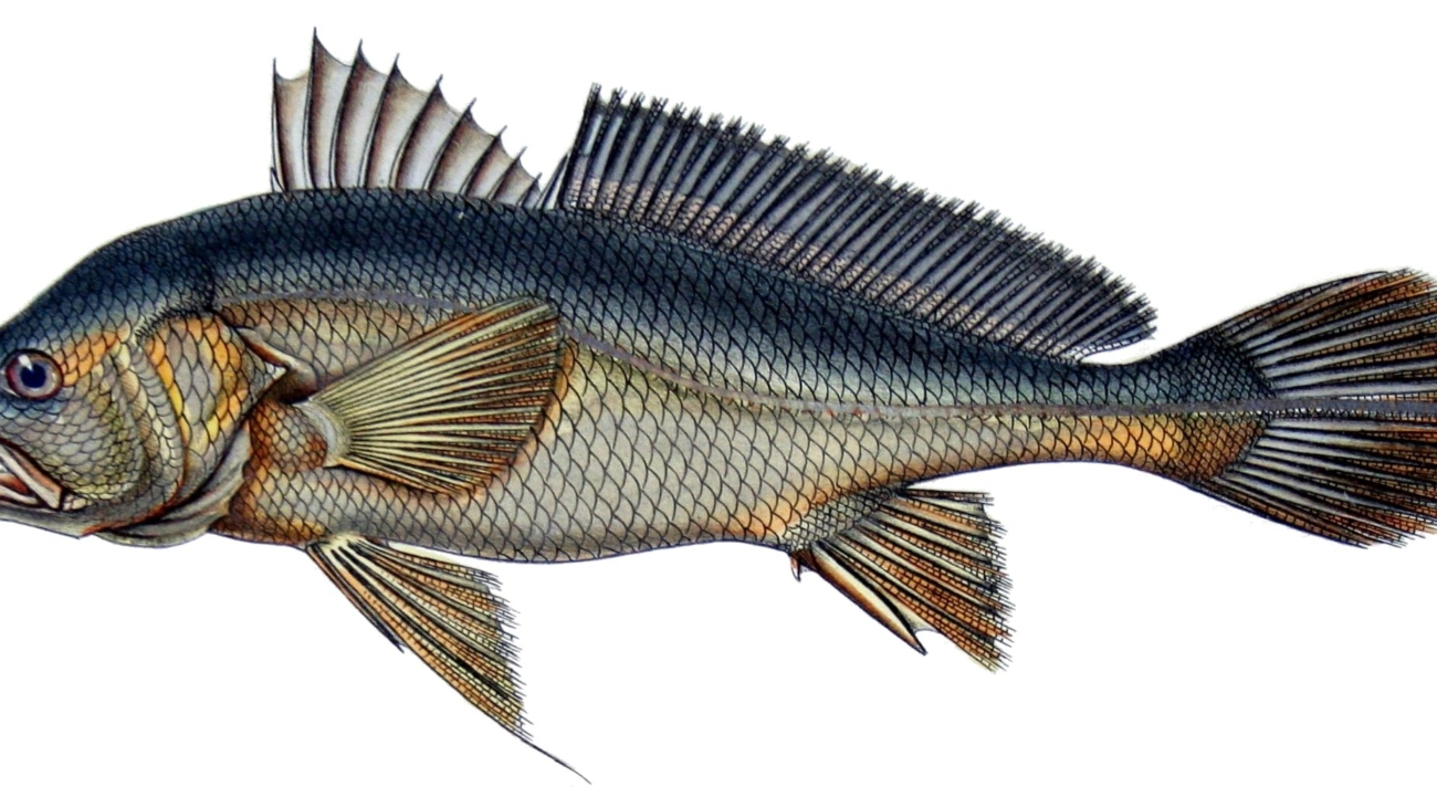 Plagioscion_auratus_-_de_Castelnau