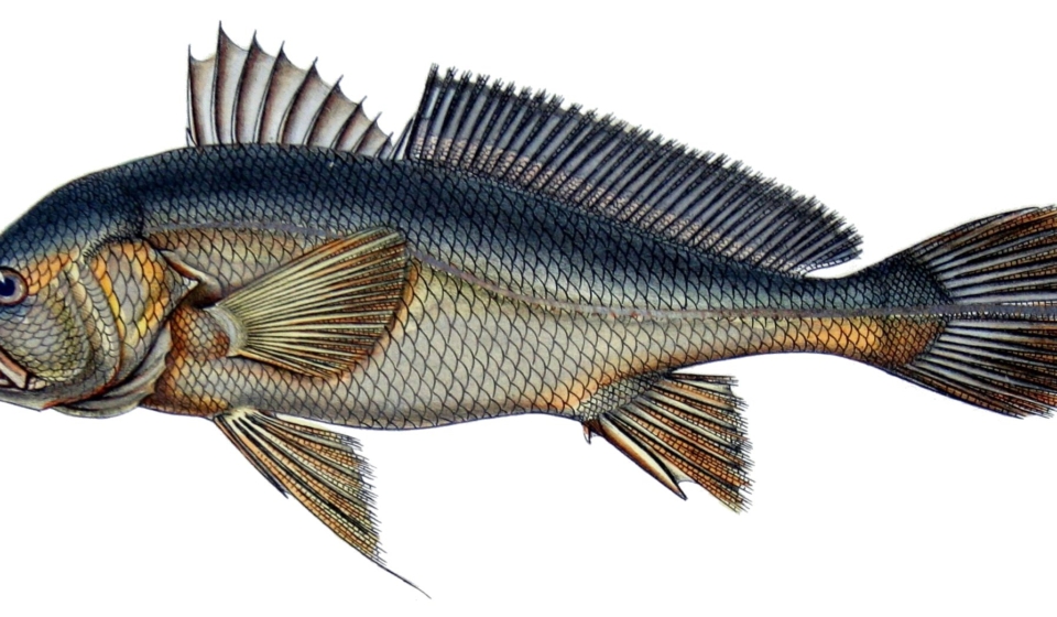 Plagioscion_auratus_-_de_Castelnau