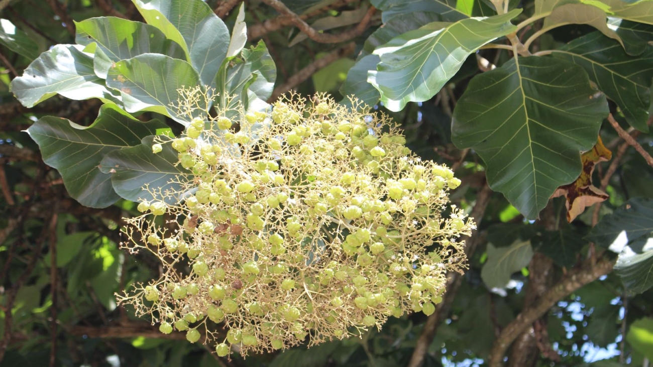 Tectona grandis - Digana, Kandy, Sri Lanka
ID: 1447036 Sin derechos de autor de Kew. Licencia exclusiva para su exhibición en POWO.