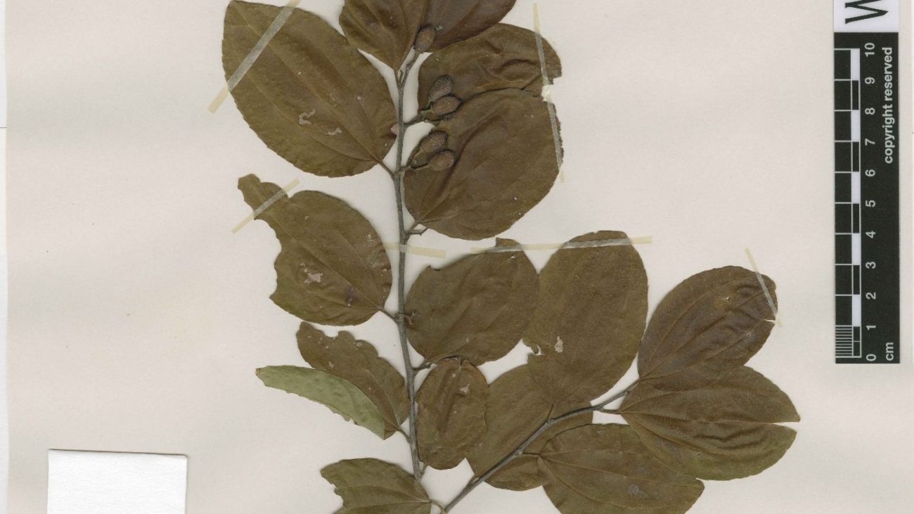 Wisconsin State Herbarium, Vascular Plants (WIS)