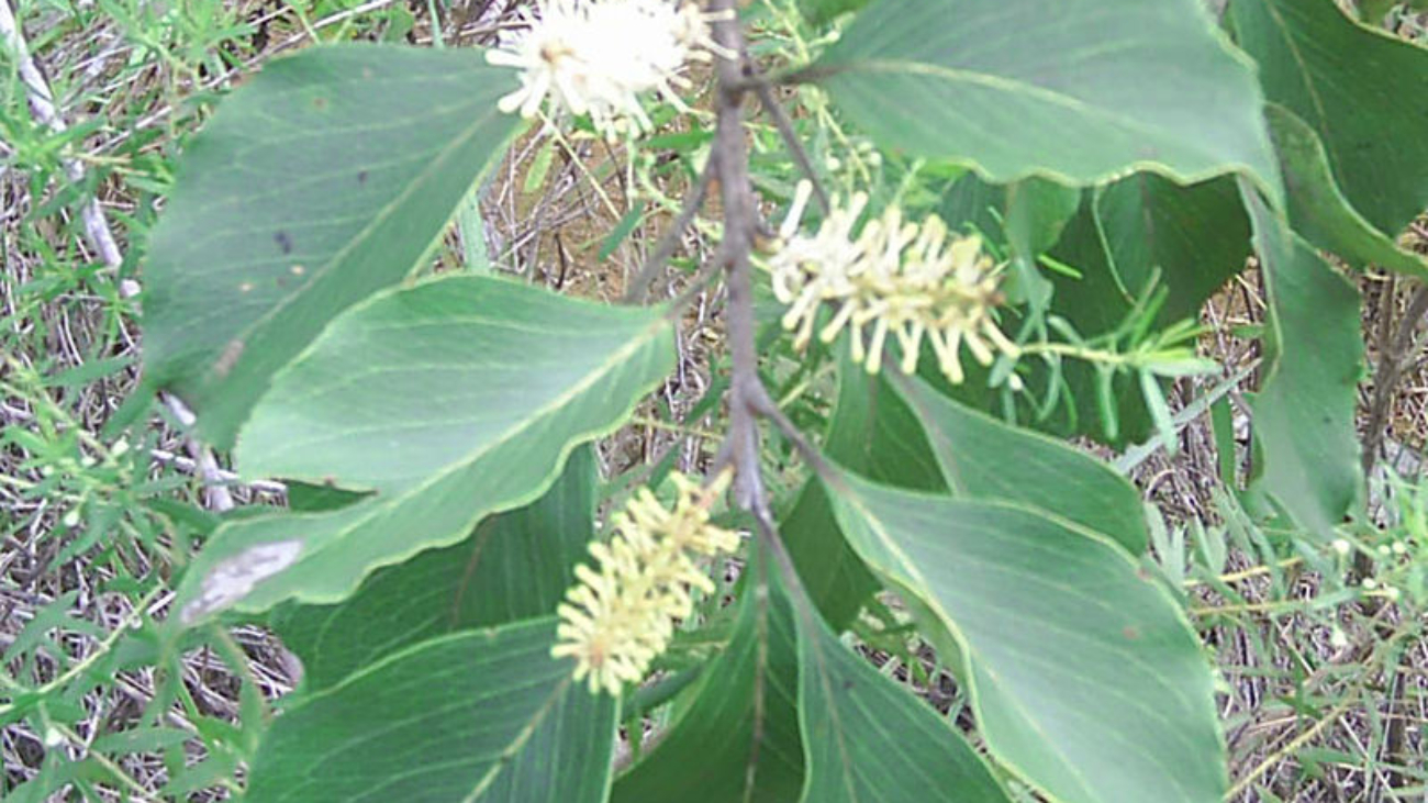 Nossedotti (Anderson Brito)