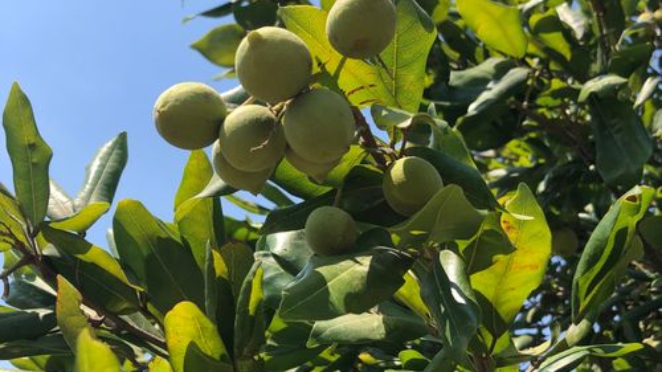 lopflomar de Inaturalist