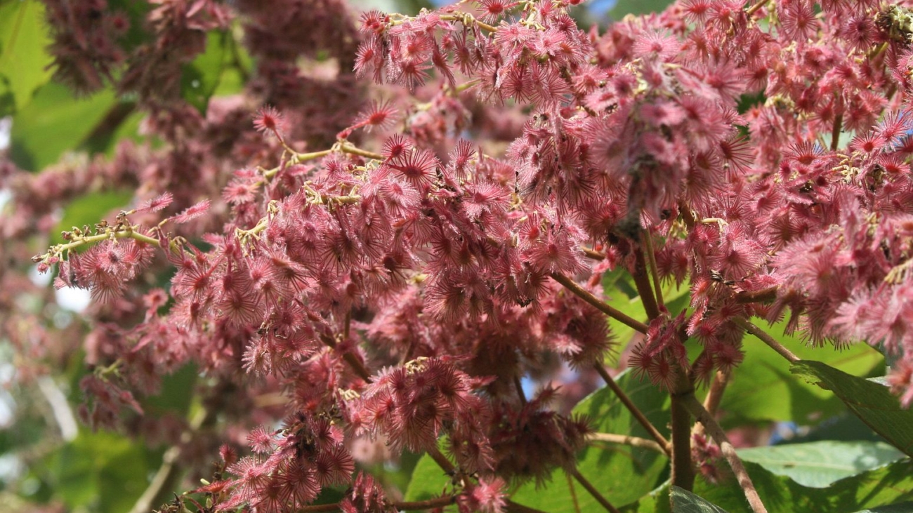 KnowYourWeeds100,000+ photos

    Página De Inicio
    Buscar
    My Weeds™
    Noticias
    Acerca de
    Ayuda
    FAQs
    Contacto

    Spanish
    Iniciar Sesión
    Regístrate

    Buscar
    Malvaceae
    Heliocarpus
    Heliocarpus americanus
    Fotos


Heliocarpus americanus 
aka Heliocarpus americanus subsp. popayanensis Heliocarpus americanus var. popayanensis Heliocarpus popayanensis
Malvaceae aka Tiliaceae
Perennifolio Árbol
Nativo de Américas
10+

    Fotos
    Nombre Común
    Donde un Mala Hierba
    Ver Más Información



Términos de Uso | Privacy Policy | Cookie Policy | KnowYourWeeds © 2025
Franz Xaver CC BY-SA 3.0 Wikimedia Commons