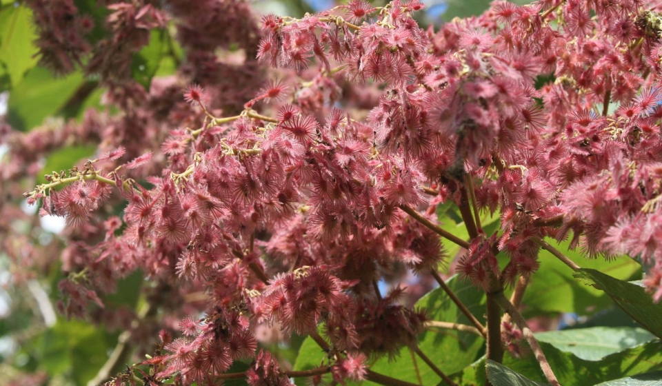 KnowYourWeeds100,000+ photos

    Página De Inicio
    Buscar
    My Weeds™
    Noticias
    Acerca de
    Ayuda
    FAQs
    Contacto

    Spanish
    Iniciar Sesión
    Regístrate

    Buscar
    Malvaceae
    Heliocarpus
    Heliocarpus americanus
    Fotos


Heliocarpus americanus 
aka Heliocarpus americanus subsp. popayanensis Heliocarpus americanus var. popayanensis Heliocarpus popayanensis
Malvaceae aka Tiliaceae
Perennifolio Árbol
Nativo de Américas
10+

    Fotos
    Nombre Común
    Donde un Mala Hierba
    Ver Más Información



Términos de Uso | Privacy Policy | Cookie Policy | KnowYourWeeds © 2025
Franz Xaver CC BY-SA 3.0 Wikimedia Commons