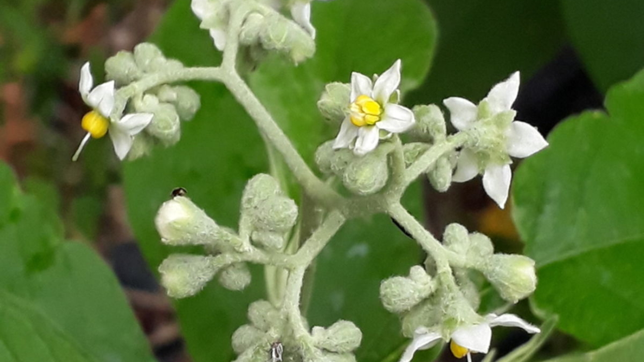 Solanum bicolor - St Joseph, Trinidad & Tobago
ID:1602480 Not Kew Copyright.