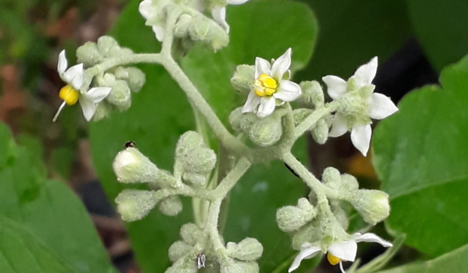 Solanum bicolor - St Joseph, Trinidad & Tobago
ID:1602480 Not Kew Copyright.